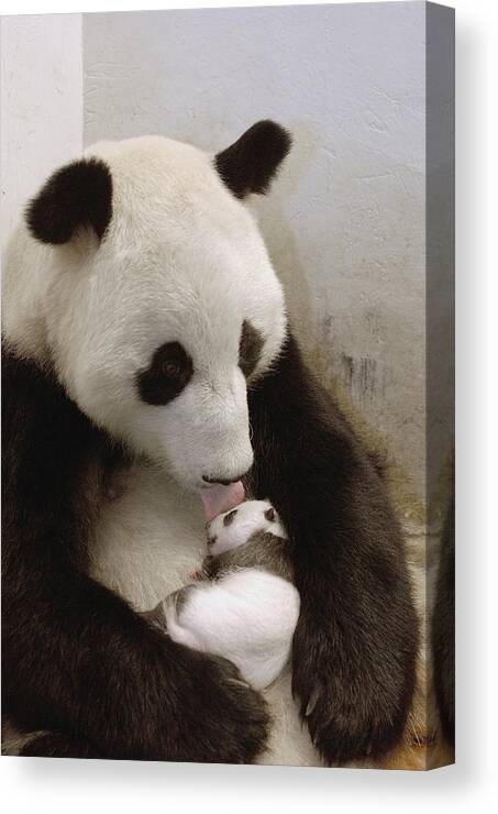 Mp Canvas Print featuring the photograph Giant Panda Ailuropoda Melanoleuca Xi by Katherine Feng