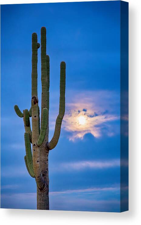 Weather Canvas Print featuring the photograph Giant Saguaro Cactus Golden Cloudy Full Moonset by James BO Insogna