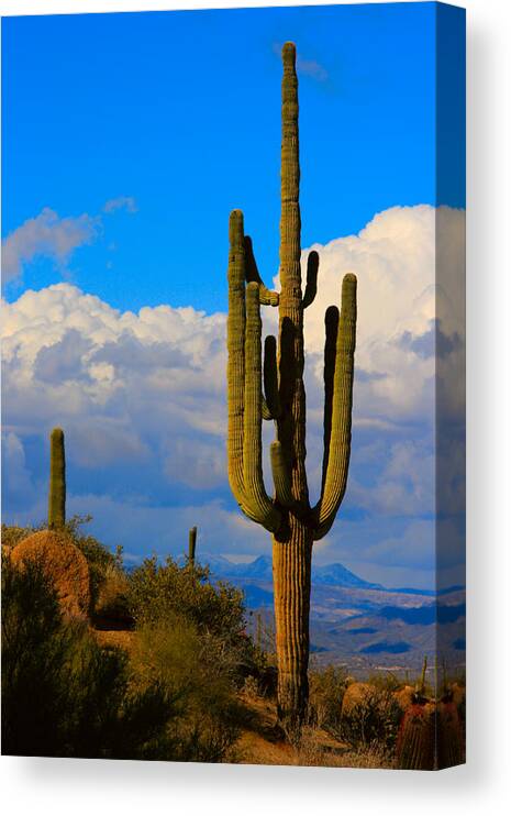 Saguaro Canvas Print featuring the photograph Giant Saguaro in the Southwest Desert by James BO Insogna