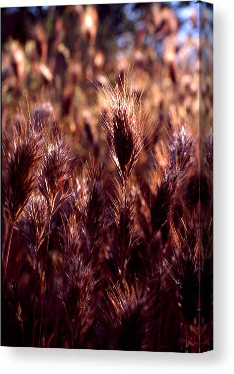 Nature Canvas Print featuring the photograph Gideon by Randy Oberg