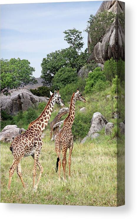 African Landscape Canvas Print featuring the photograph Giraffe Family in Africa by Gill Billington