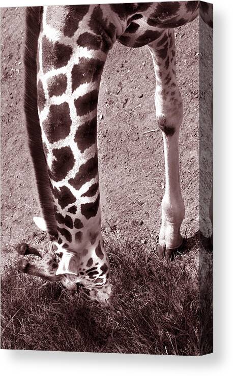 Giraffe Canvas Print featuring the photograph Giraffe in Black and White by Barbara White