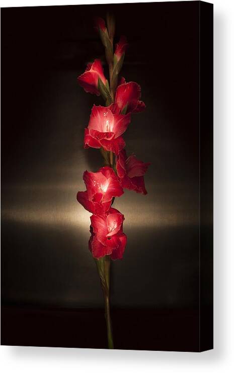 Gladiolus 'priscilla' Canvas Print featuring the photograph Gladioli_Variation#8 by Richard Wiggins