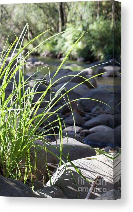 Grass Canvas Print featuring the photograph Glistening in the Sunlight by Linda Lees