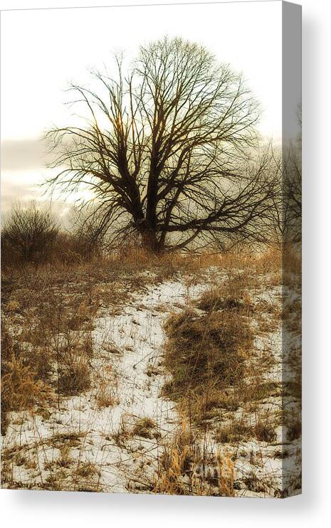 Tree Canvas Print featuring the photograph Gloomy Winter Tree by Randy Steele