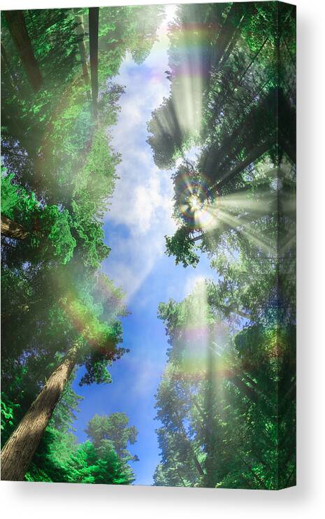 Metal Print Canvas Print featuring the photograph Glory Amongst Redwoods by Scott Campbell