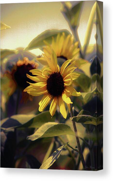 Sun Flower Canvas Print featuring the photograph Glowing Sun by John Rivera