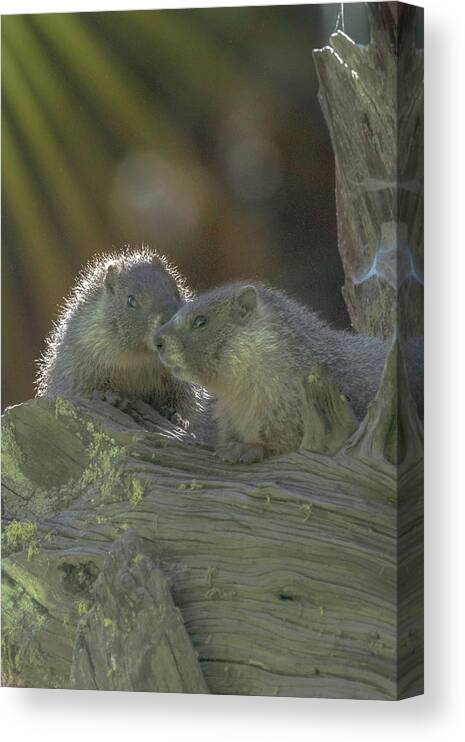 Golden Bellied Marmot Canvas Print featuring the photograph Golden Bellied Marmot by Patricia Dennis