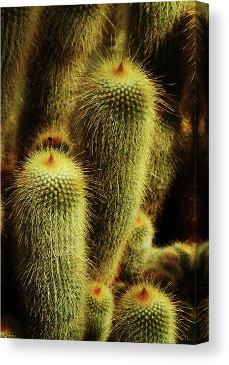 Cactus Canvas Print featuring the photograph Golden Cactus by Karol Livote