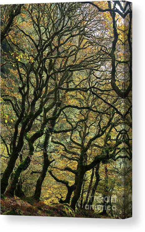 Oak Trees Canvas Print featuring the photograph Golden Oaks by Andy Myatt