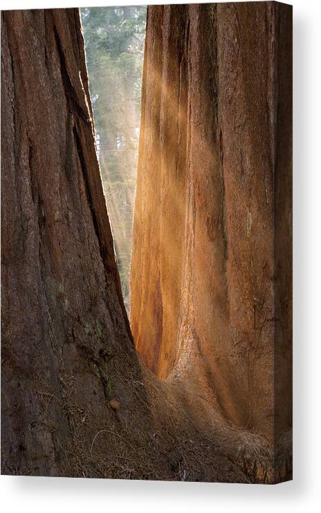 Sequoia Canvas Print featuring the photograph Golden Sequoia by Sandra Bronstein