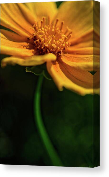 Ohio Canvas Print featuring the photograph Golden by Stewart Helberg