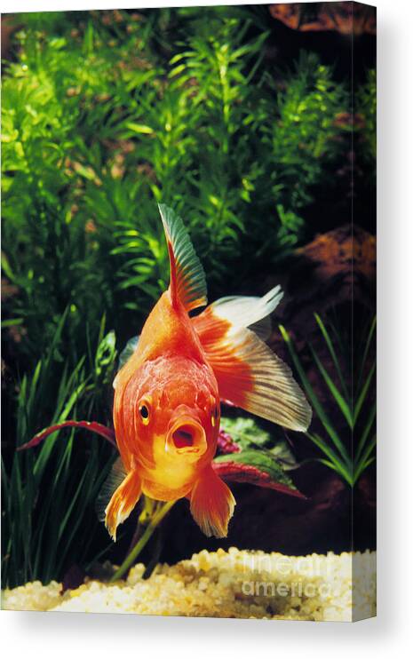 Adult Canvas Print featuring the photograph Goldfish Carassius Auratus by Gerard Lacz