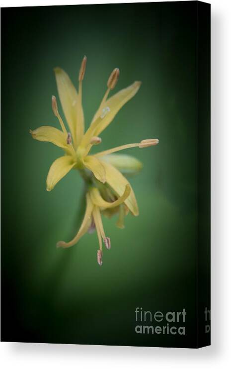 Goldthread Canvas Print featuring the photograph Goldthread by Grace Grogan