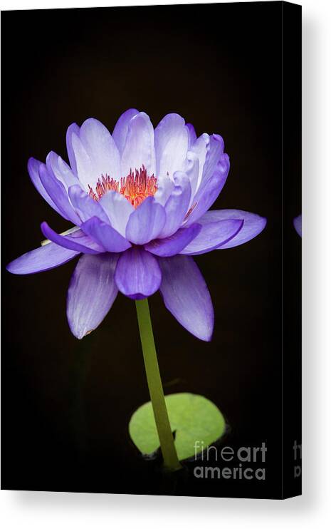 Spring Canvas Print featuring the photograph Gorgeous Purple Water Lily by Sabrina L Ryan