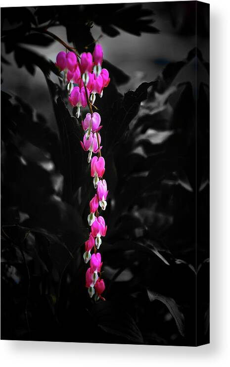 Bleeding Hearts Canvas Print featuring the photograph Gothic American Hearts by Jeff Cooper