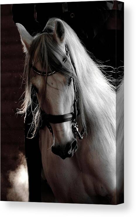 Grace And Beauty Canvas Print featuring the photograph Grace and Beauty by Wes and Dotty Weber