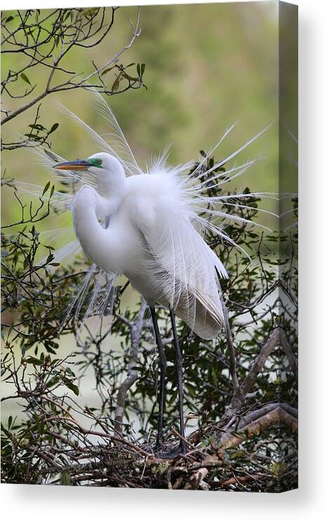 Great White Egret Canvas Print featuring the photograph Grace IN Nature II by Carol Montoya