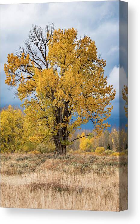 Fall Canvas Print featuring the photograph Grand Old Tree by Chuck Jason