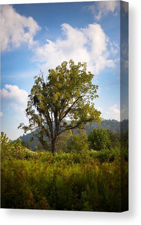 Tree Canvas Print featuring the photograph Grand Tree by Shane Holsclaw