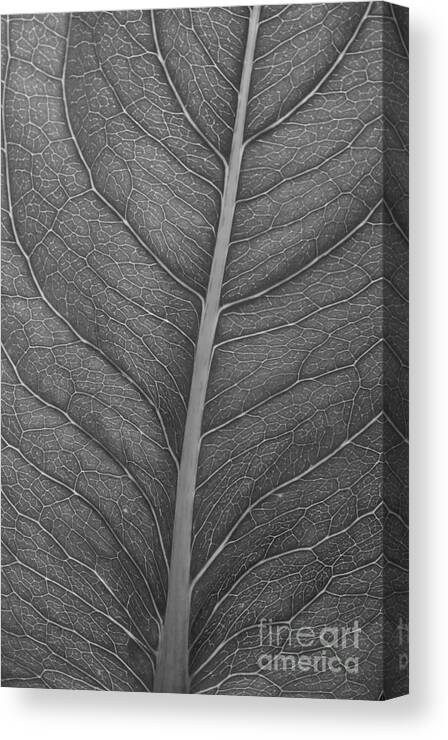 Black And White Leaf Canvas Print featuring the photograph Graphite Leaf by Anita Adams