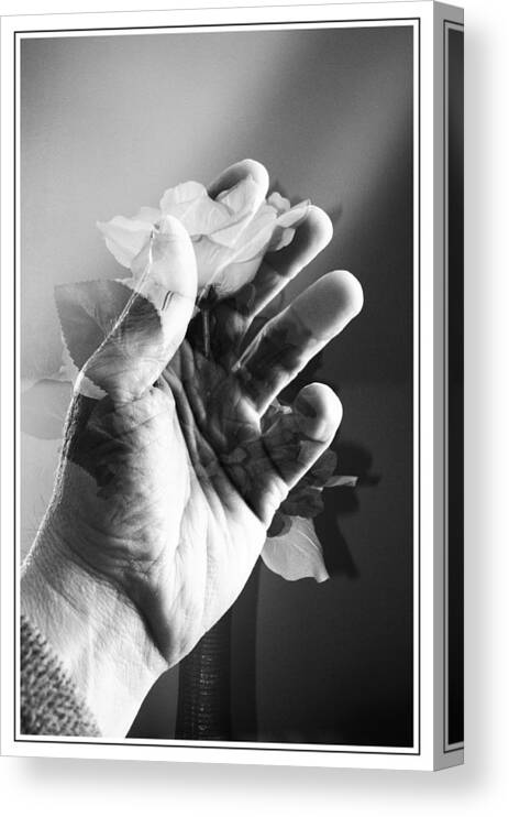 Grasp Canvas Print featuring the photograph Grasp by Tom Druin