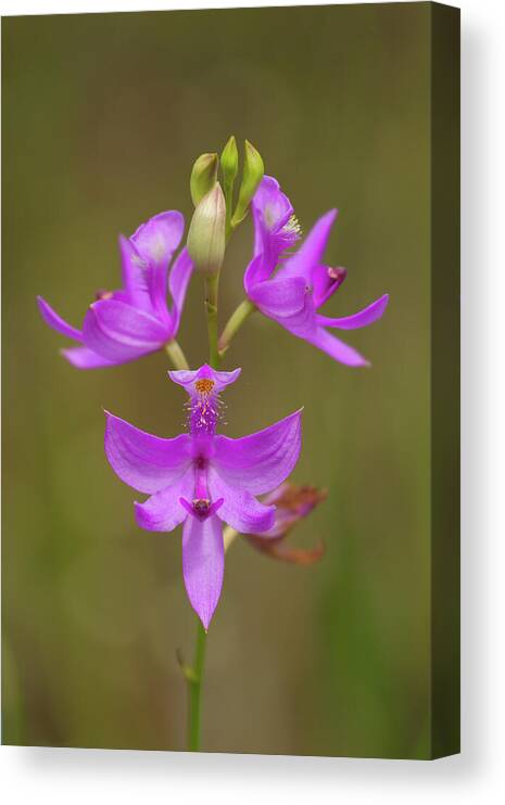 Orchid Canvas Print featuring the photograph Grasspink #1 by Paul Rebmann