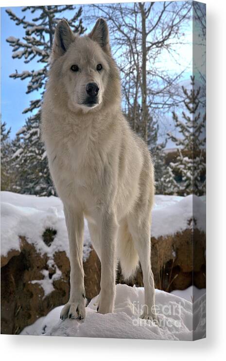 Gray Wold Canvas Print featuring the photograph Gray Wolf Winter Intensity by Adam Jewell