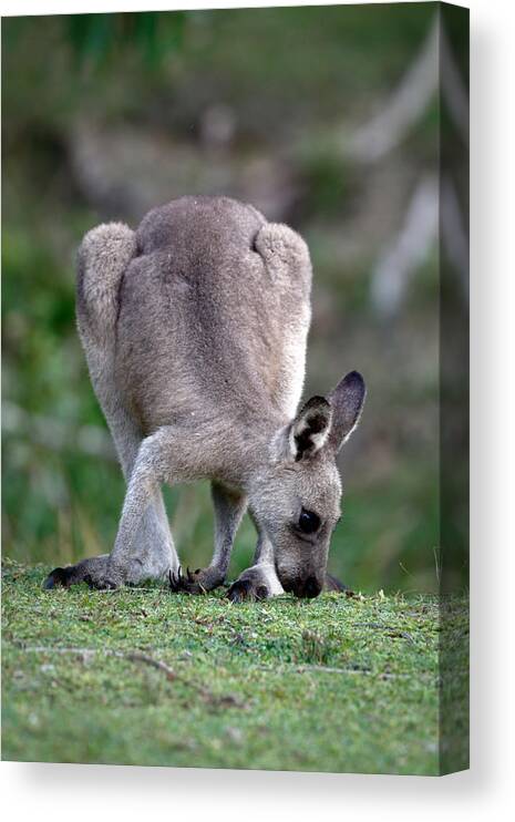 Grazing Canvas Print featuring the photograph Grazing Kangaroo by Nicholas Blackwell