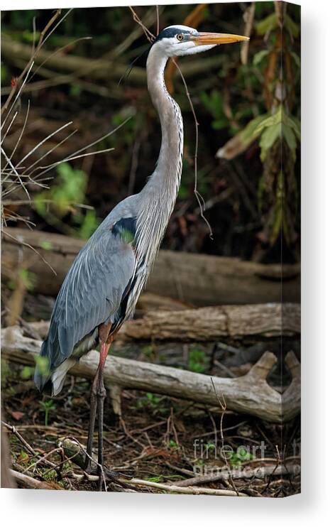Great Blue Heron Canvas Print featuring the photograph Great Blue Heron in Florida Swamp by Natural Focal Point Photography