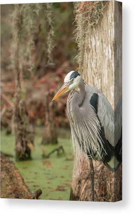Great Blue Heron Canvas Print featuring the photograph Great Blue Heron on Guard by Dorothy Cunningham