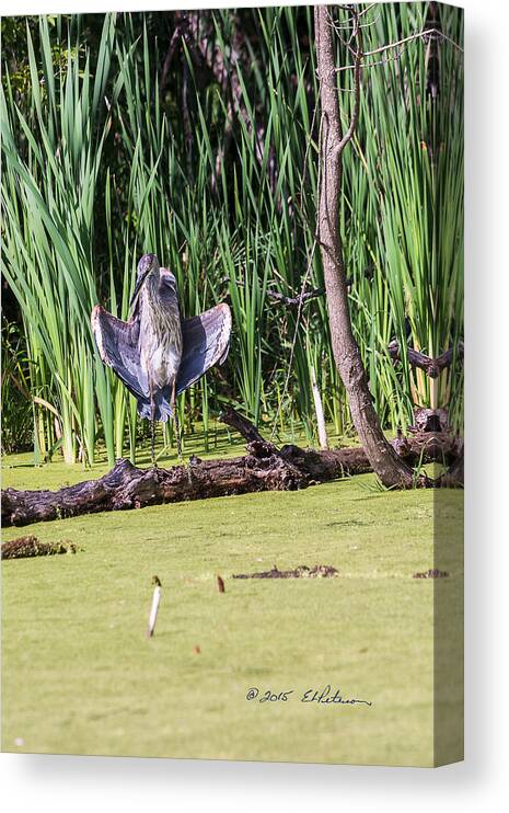 Great Blue Heron Canvas Print featuring the photograph Great Blue Heron Sunning by Ed Peterson