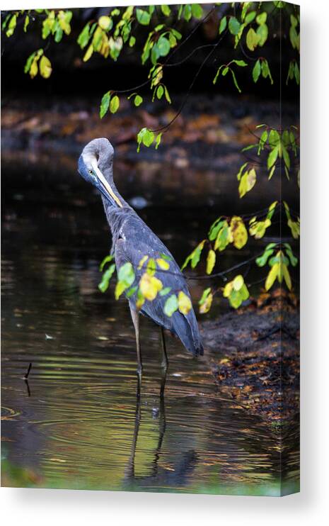 Great Blue Heron Canvas Print featuring the photograph Great Blue Heron with an itch by Darryl Hendricks