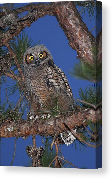 Bird Canvas Print featuring the photograph Great Horned Owl Juvenile by Alan Lenk