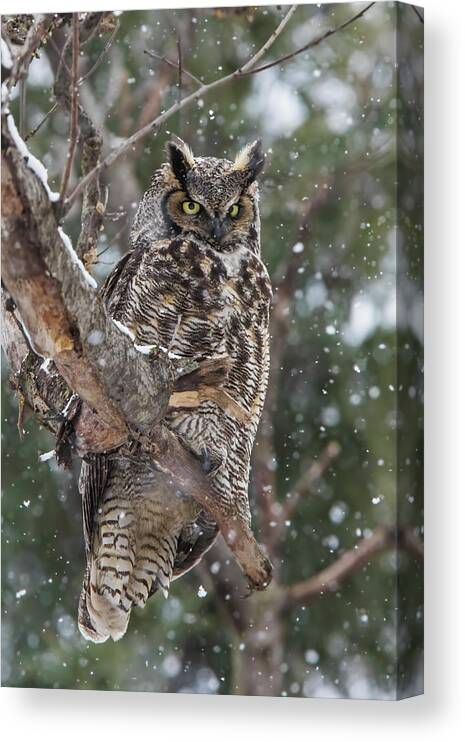 Owl Canvas Print featuring the photograph Great horned owl by Mircea Costina Photography