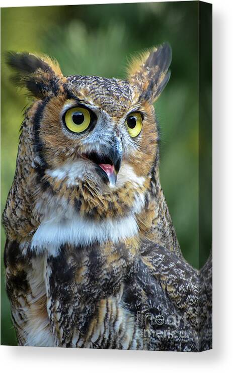 Great Horned Owl Canvas Print featuring the photograph Great Horned Owl Smiling by Amy Porter