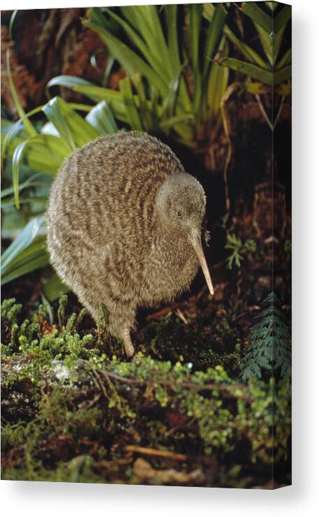 Mp Canvas Print featuring the photograph Great Spotted Kiwi Apteryx Haastii Male by Tui De Roy