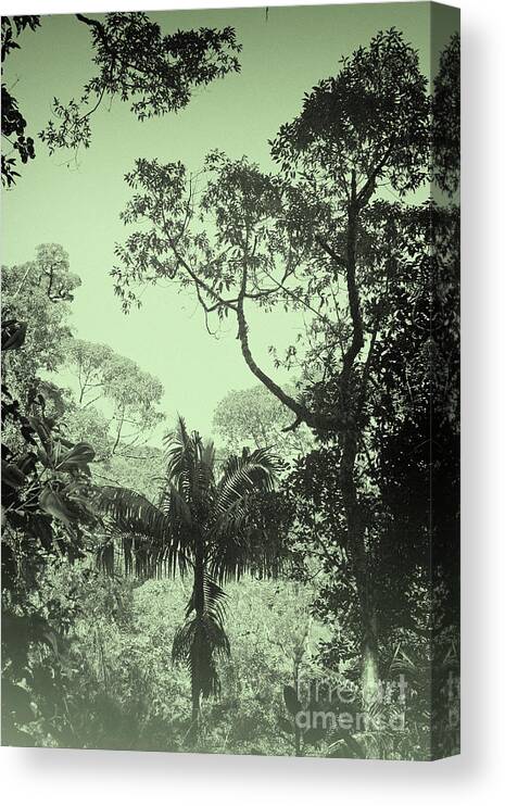 Prott Canvas Print featuring the photograph Green Jungle by Rudi Prott
