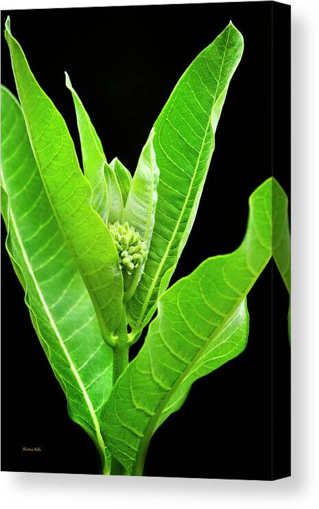 Milkweed Canvas Print featuring the photograph Green Milkweed Plant Art by Christina Rollo
