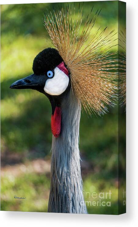 Gulf Canvas Print featuring the photograph Grey Crowned Crane Gulf Shores Al 2039 by Ricardos Creations