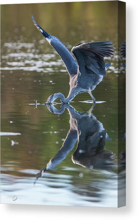 Grey Heron Canvas Print featuring the photograph Grey Herons Fishing in Action by Torbjorn Swenelius