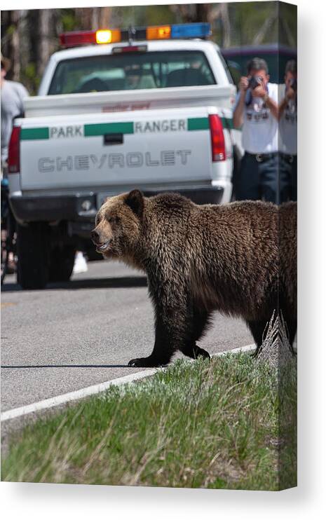 Grizzly Canvas Print featuring the photograph Grizzly in Yellowstone by Mark Miller