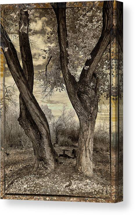 Cottonwood Trees Canvas Print featuring the photograph Growing Old Together by Michael McKenney