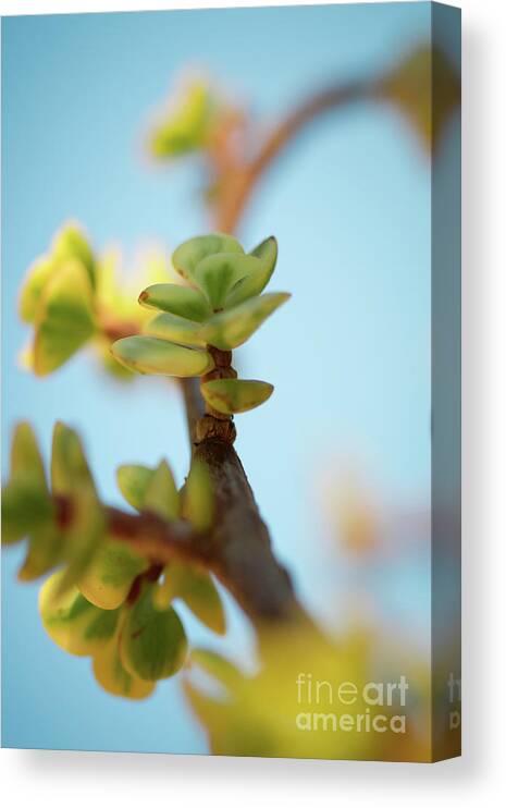 Plant Canvas Print featuring the photograph Growth by Ana V Ramirez