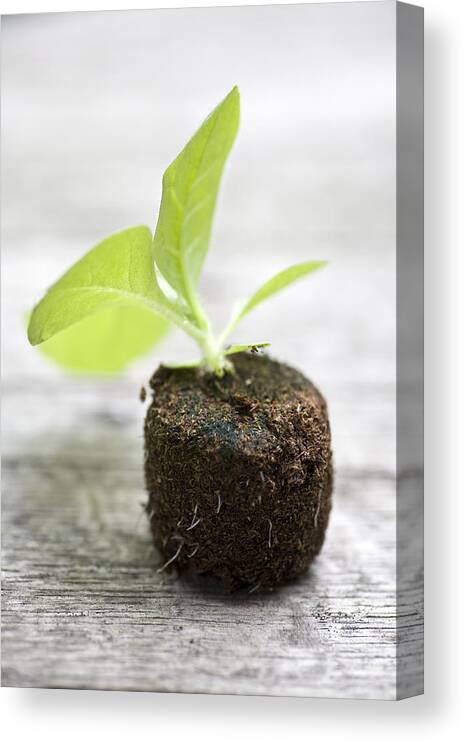 Growth Canvas Print featuring the photograph Growth by Frank Tschakert