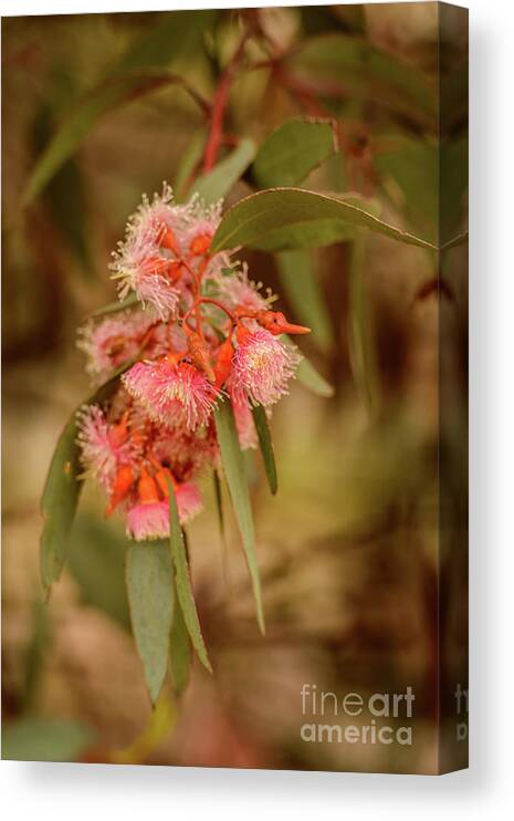Flora Canvas Print featuring the photograph Gum nuts 2 by Werner Padarin