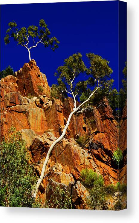 Gum Tree Canvas Print featuring the photograph Gum Tree at Cliffs' Edge by Douglas Barnard