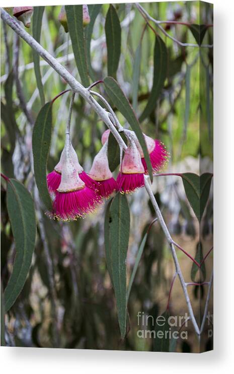 Eucalyptus Canvas Print featuring the photograph Gumnut Flowers by Angela DeFrias