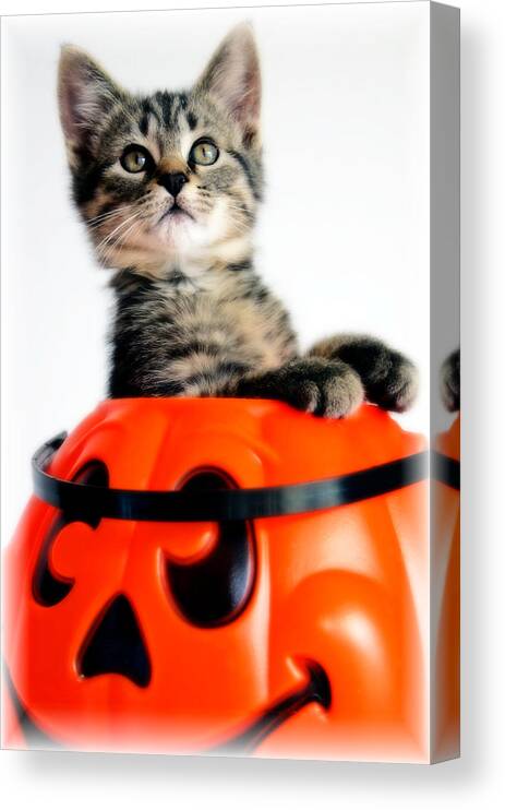 Kitten Canvas Print featuring the photograph Halloween Kitten by Jarrod Erbe