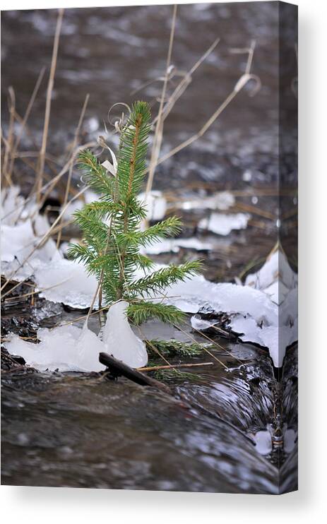 Landscape Canvas Print featuring the photograph Hanging In There by Ron Cline
